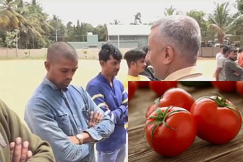 tomato