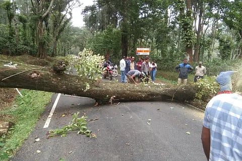 tree