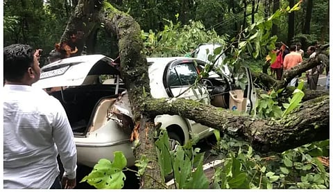 treee fallen on car~3