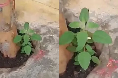 tulsi plant