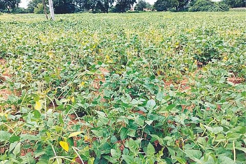 ಅಲ಻ಸ಻ದಿ