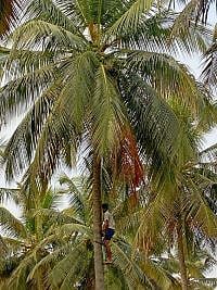 07-08-rama-cara coconnut