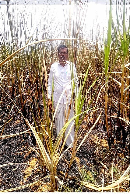 Suger cane