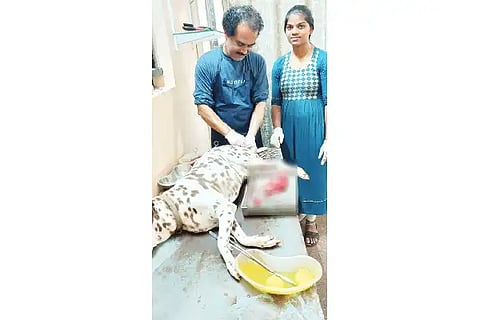 26-SIRSI DOG