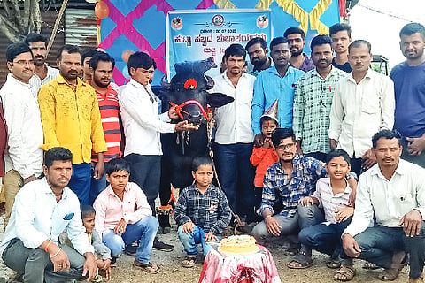 ಮಹಾಲಿಂಗಪುರದ ರೈತ ಸಿದ್ದು ಧರಿಗೌಡರ ಅವರು ತಾವು ಸಾಕಿದ ಕೋಣದ ಜನ್ಮದಿನ ಆಚರಿಸಿ ಸಂಭ್ರಮಿಸಿದರು.