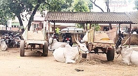 3kglphoto-2,maralu