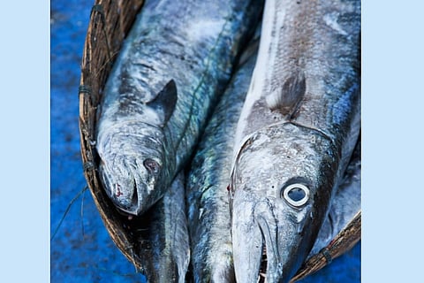 50% subsidy for fishing