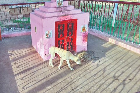 A dog circumambulated in the temple