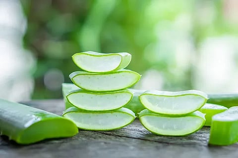 Aloe Vera