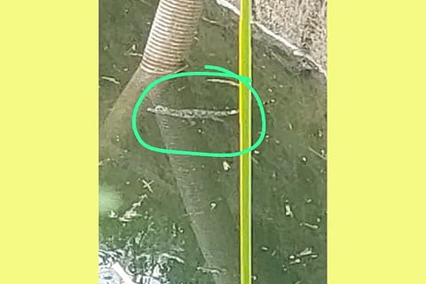 Baby crocodile found in well
