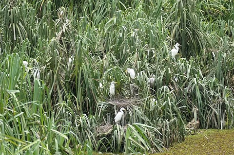 Birds-at-Sonda