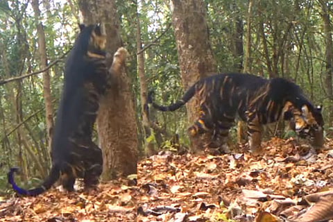 Black Tiger