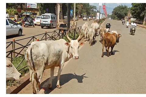 CATTLE NEW