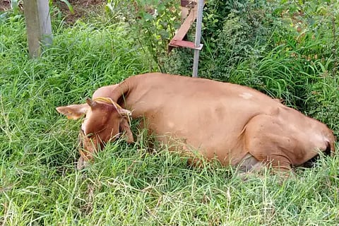 Cow dead due to electric shook.