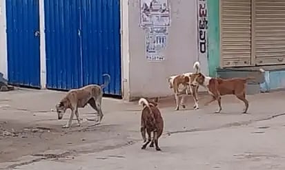 DOG IN NAVALAGUND