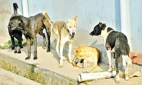 Dog
