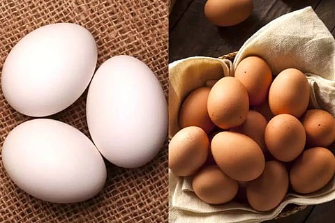Eggs