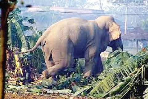 Elephant (2)