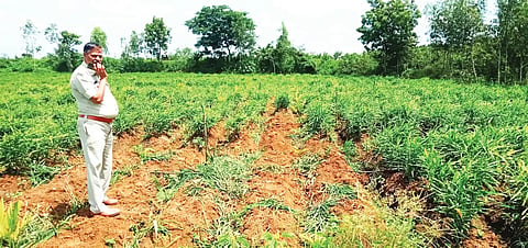 GINGAR THEFT IN HANAGAL