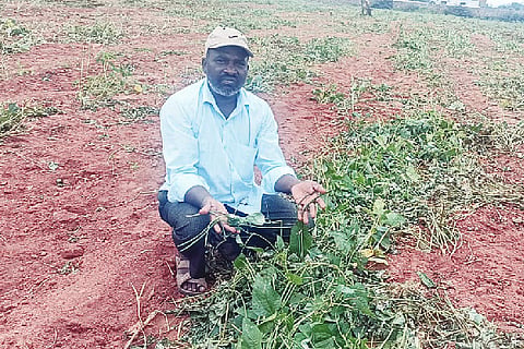 CROP LOSS
