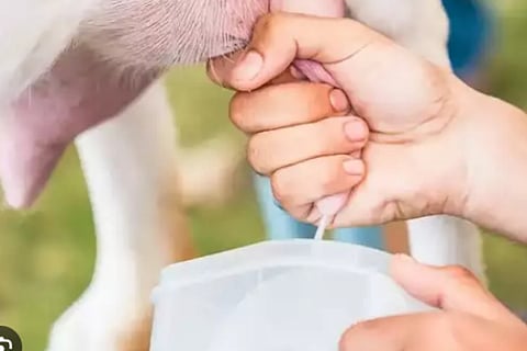 Goat Milk (1)