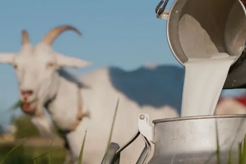 Goat Milk