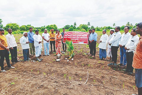 Grow palm trees and earn more
