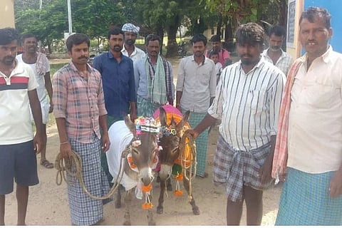 Hadagali Donkey