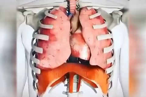 Heart and Lungs