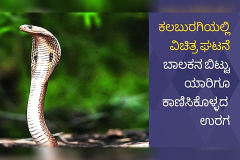Kalaburagi Snake