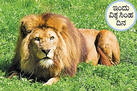 Lion Day