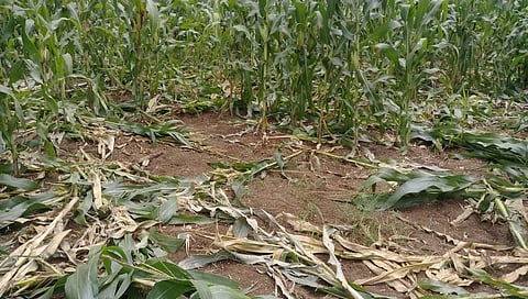 MIZE COLLAPSE