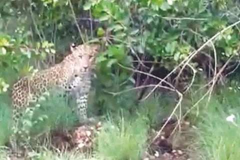 MMhalli Leopard