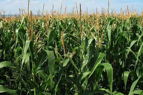 Maze Field