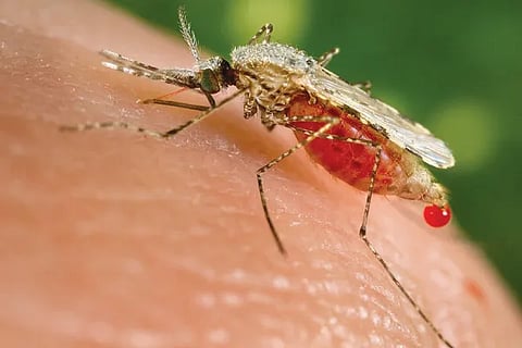 Mosquito
