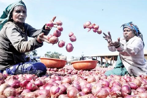 Onion (1)