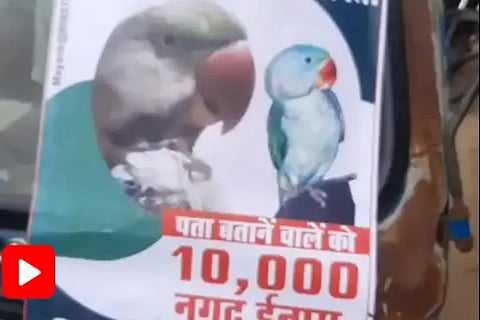 Parrot Goes Missing Madhya Pradesh Man Offers 10,000 Cash Reward