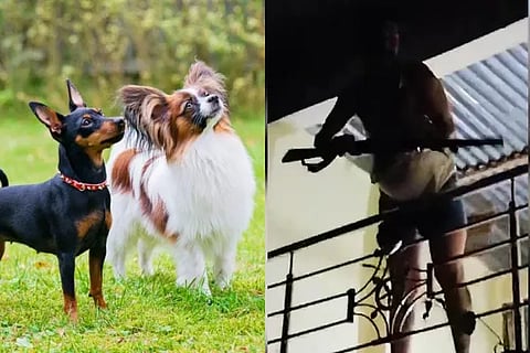 Pet Dog Shooting
