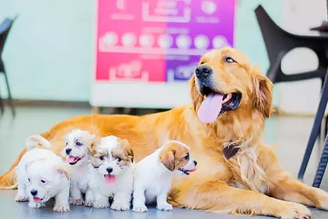 Pet dog