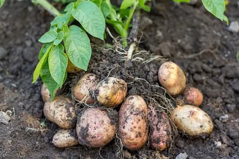 Potato