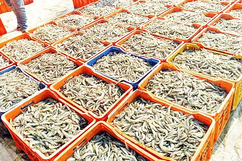 Prawns