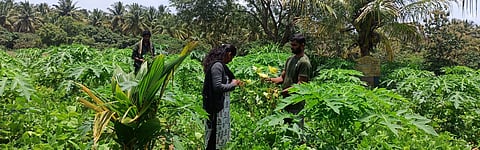 Rmgm-Ph-02-Negila Yogi-Thalawadi Yuva Raitha Story -Photo Krushi mahithi-19-8-2023