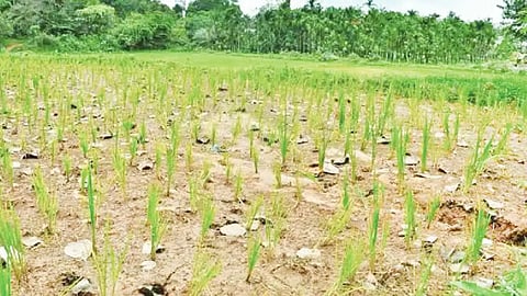 SIRSI STORY