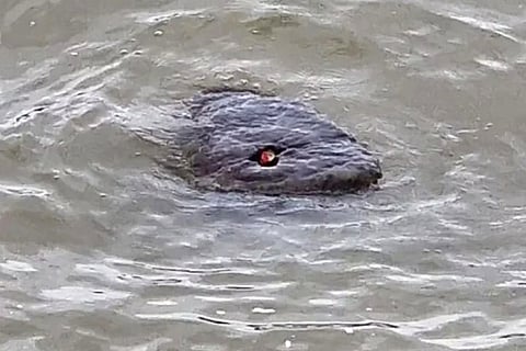 Scary Image