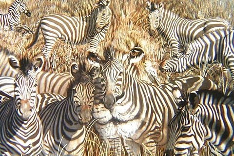 Spot the Lion 1