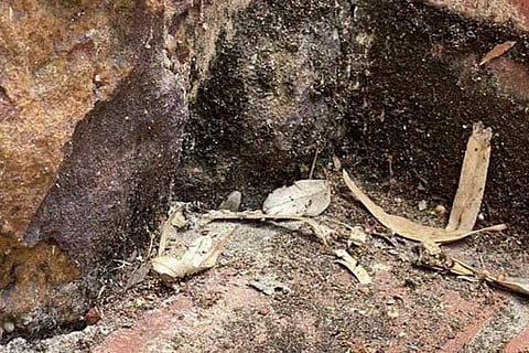 Spot the Snake