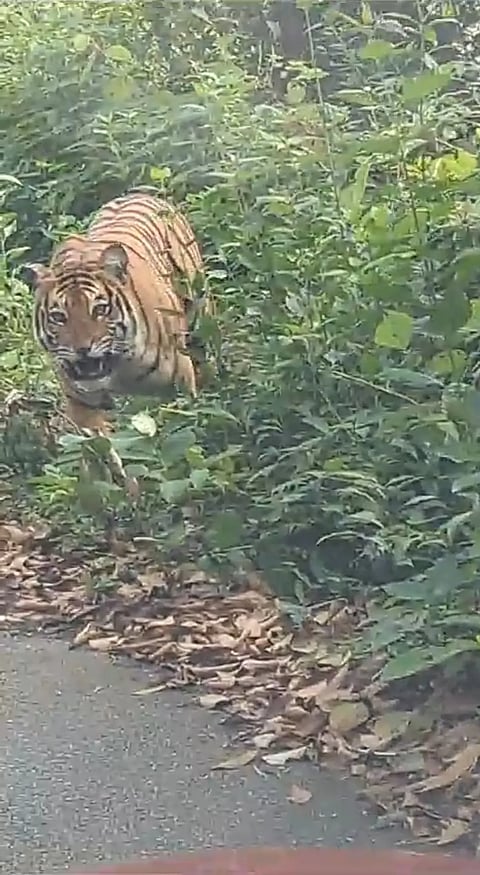 tiger