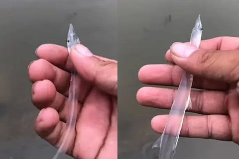 Transparent Fish