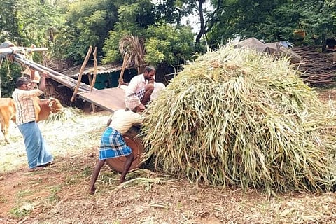Ujjini Mevu