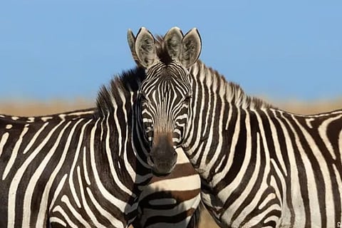 Zebra
